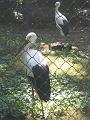 Zoo Cottbus 100